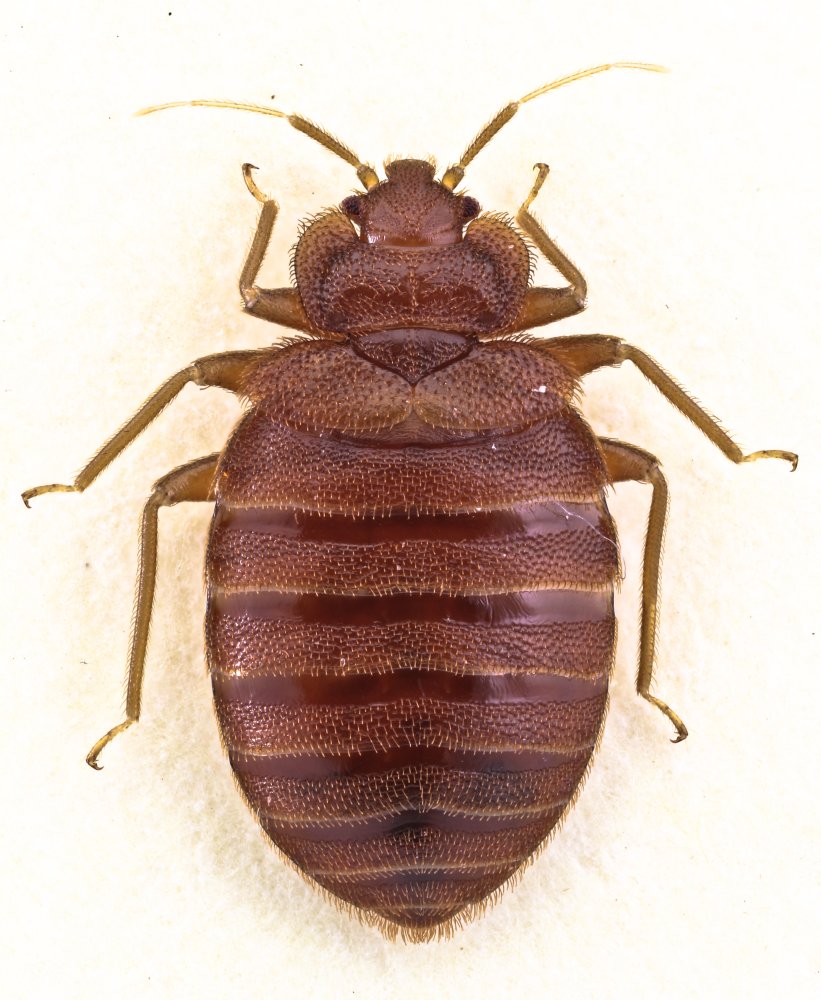Cimex lectularius – štěnice domácí