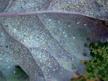 Proti molicím - Obsah - 15ml