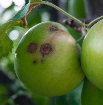 Strupovitost - AgroBio