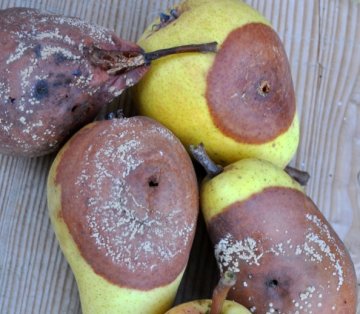 Hniloba a spála - Doporučujeme