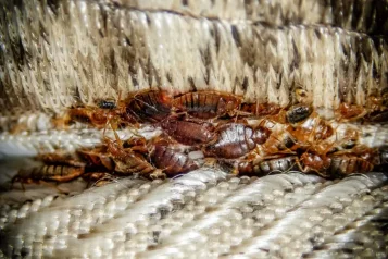 Hnízdo štěnic v matraci postele