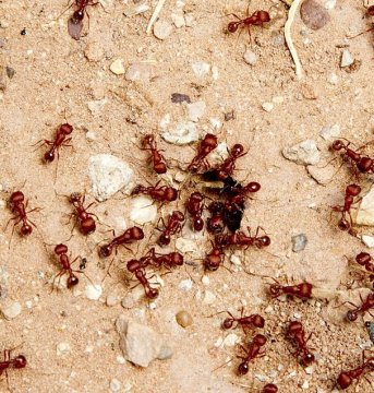 Komplexní průvodce bojem proti mravencům: Příroda a věda v harmonii
