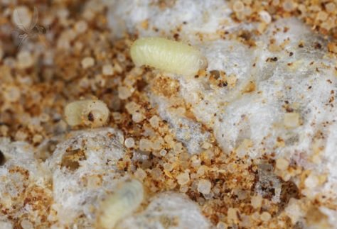 Cervotoc Larva