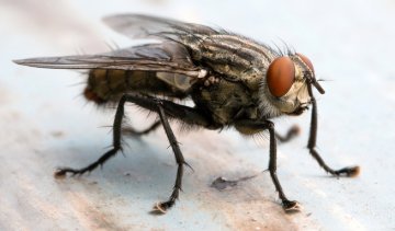 Proti mouchám - Akce