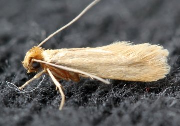 Rozdíl mezi potravinovým a šatním molem