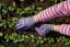 Rukavice LATEX FLASH GRIP LAVENDER - Velikost: 7