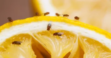 Proti octomilkám/Pasti na octomilky - AldefGlobal