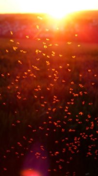 Komáři, vosy a další nebezpečná havěť, která bude obtěžovat o prázdninách