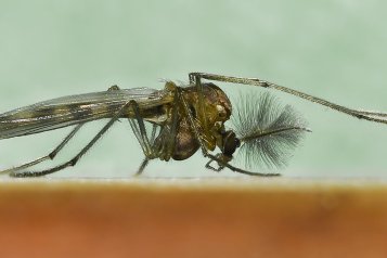 7 nejlepších tipů, jak se držet mimo jídelníček komára