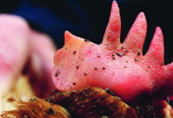 Produkty proti čmelíkům kuřím