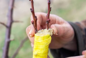 Balzámy a štěpařské vosky - AgroBio