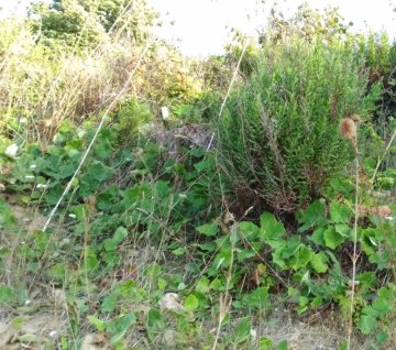 Dřeviny a polodřeviny - AgroBio