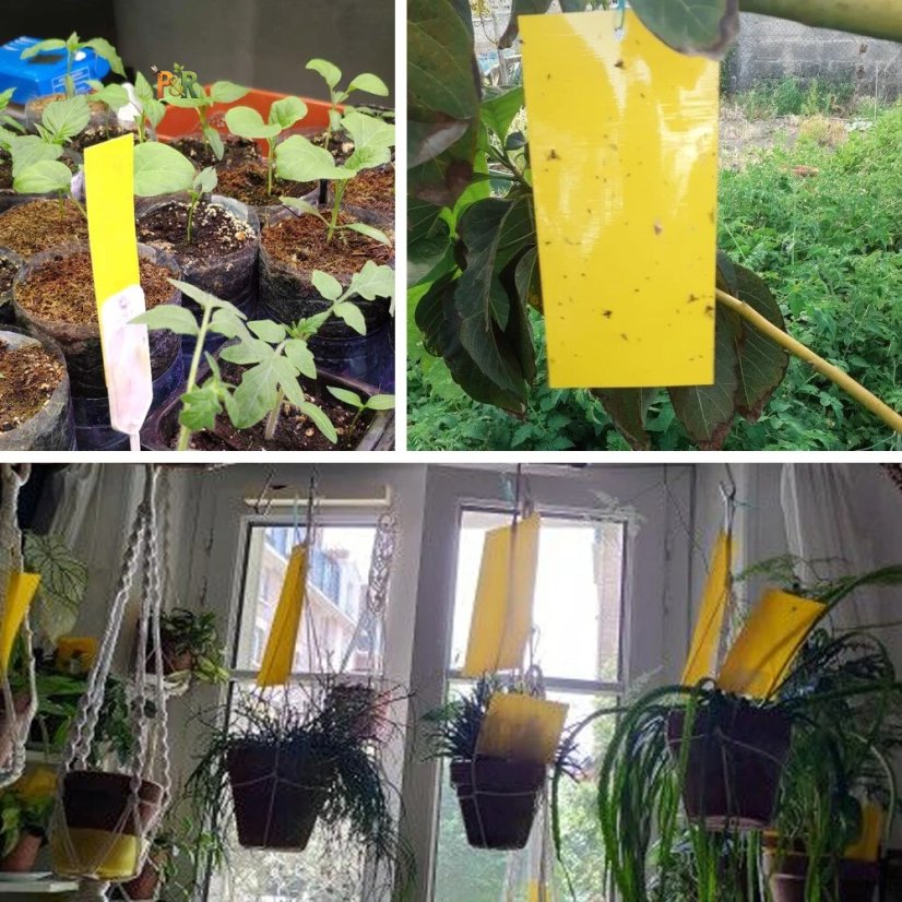 Hmyzák-off - Lepové desky k ochraně rostlin a stromů 10ks - žluté