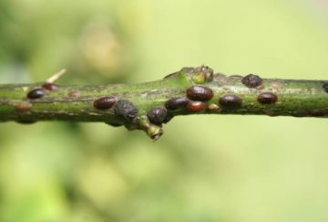 Červci a štítenky - Protect Garden