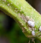 Červci a štítenky