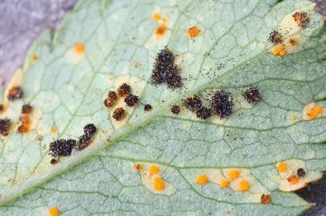 Rez - Velikost - 500ml