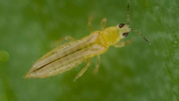 Třásněnka - AgroBio