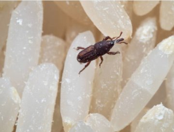 Proti pilousům - Akce