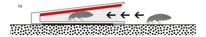 Monitorovací lepová past na štěnice – DOMOBIOS (4 ks)