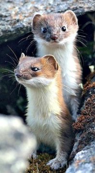 Účinné komerční prostředky proti kunám v autech