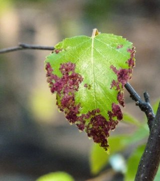 Podle choroby rostliny - SBM Life Scence