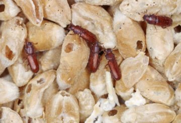 Proti potemníkům/moučným červům - Unichem