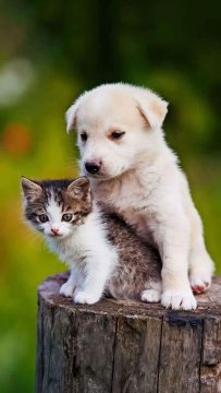 Speciální prostředky proti parazitům u psů, koček, drůbeže a na jiných drobných zvířat