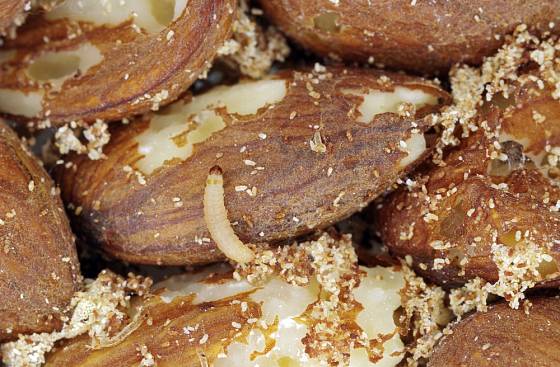 Proti potravinovým molům - Přírodní produkt