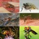 Nejznámější druhy bodavého hmyzu