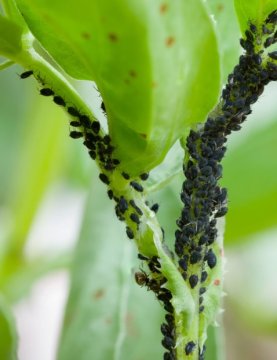 Mšice - Velikost - 50ml