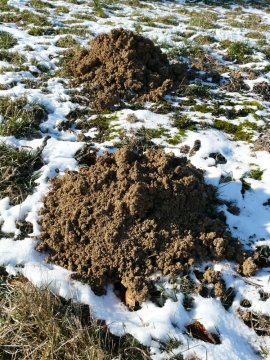 Prostředky proti krtkům - AgroBio