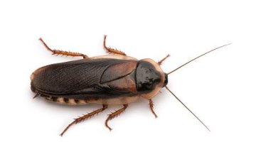 Proti švábům a rusům - TOP produkt