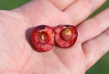 Vrtule - TOP produkt