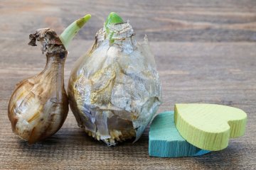 Jarní ošetření/přezimující škůdci