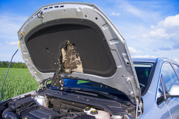 Domácí prostředky k odehnání kuny od vašeho automobilu