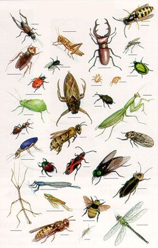 Prostředky proti hmyzu - AgroBio