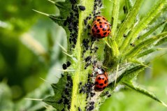 Insekticid AGRO NATURA proti přezimujícím škůdcům 250ml