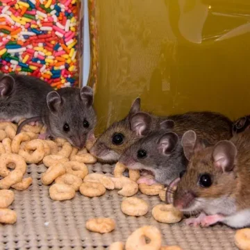 Osm faktů, které jste o myších možná nevěděli