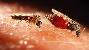 Proč Vás komáři koušou?