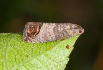 Obaleč - Velikost - 500ml