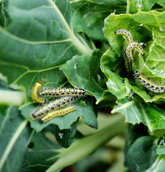 Housenky a můry - Agro Natura