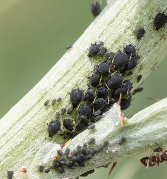 Podle škůdce - Velikost - 10ml