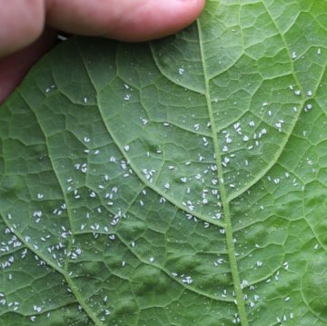 Molice - TOP produkt