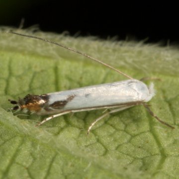 Podkopníček - AgroBio