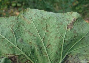 Plísně - Protect Garden