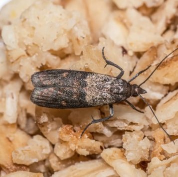 Rozdíl mezi potravinovým a šatním molem