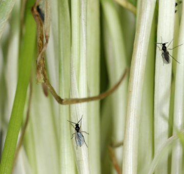 Smutnice - Přírodní produkt