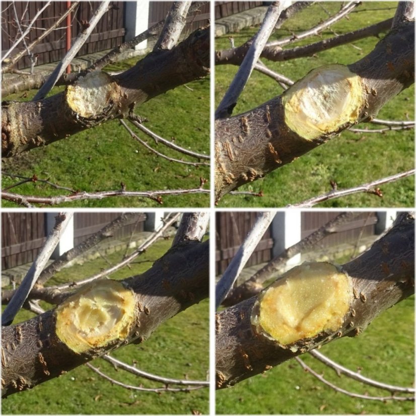 Štěpařský vosk v kelímku 150g