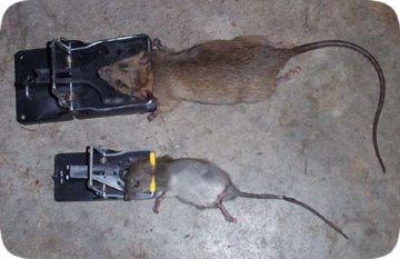 Jak se zbavit myší a potkanů