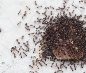 Komplexní průvodce bojem proti mravencům: Příroda a věda v harmonii